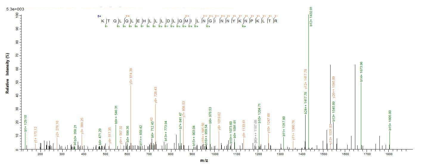 Human IL2 protein