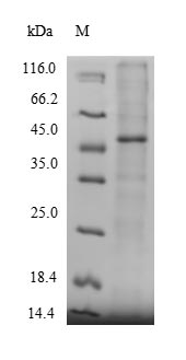 Human MICAL2 protein
