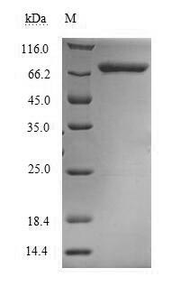 Human MTHFR protein