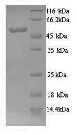 Human MYCN protein
