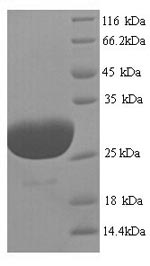 Human P26678 protein