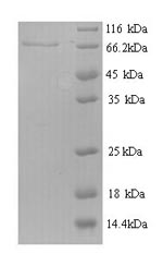 Mouse Ptprn2 protein
