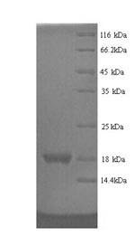 Rat Reg3g protein