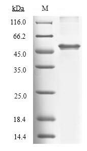 Human TDO2 protein