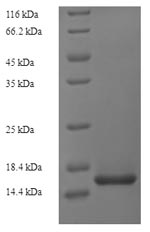 Mouse Vegfc protein