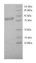 Yeast wnt8 protein