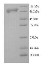 Viral HE protein