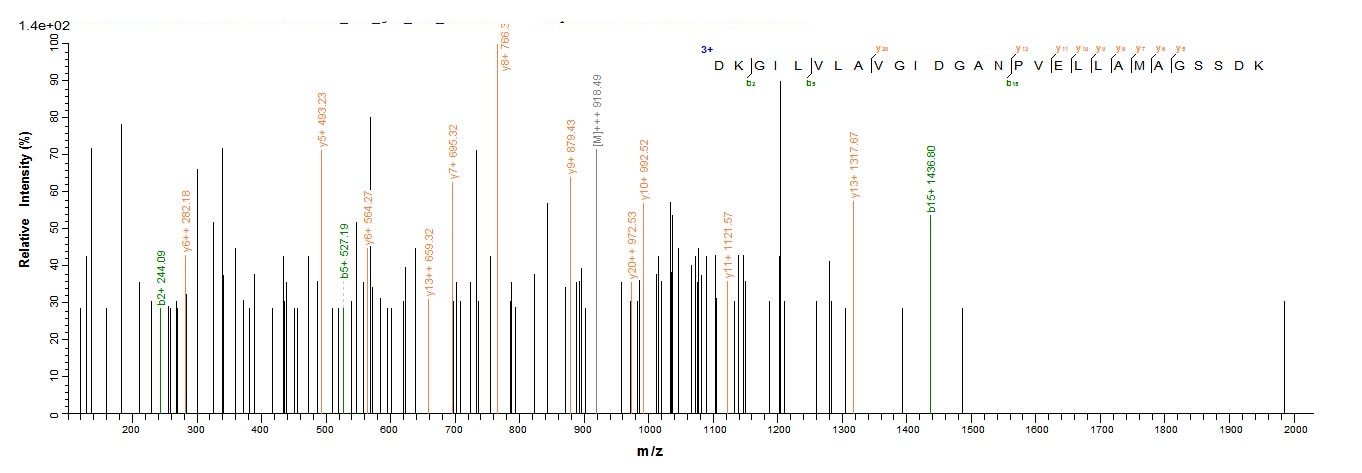 Human COL6A6 protein