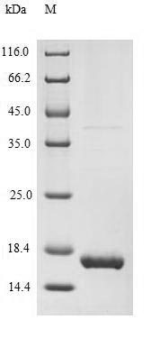 Human MLANA protein