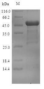 Recombinant Norovirus Capsid protein VP1 (ORF2)