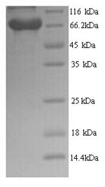 Human BRAP protein