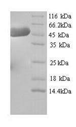 Mouse Hmgcs1 protein