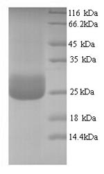 Human CD300LF protein