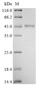 Mouse Serpina3n protein