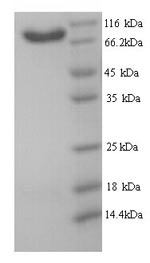 Human BANK1 protein