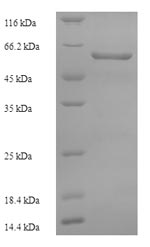 Human FAM20A protein