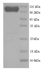 Human SMURF2 protein