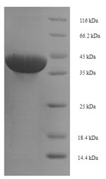 Human BTN3A1 protein