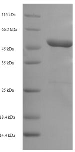 Rat PAI-1 protein