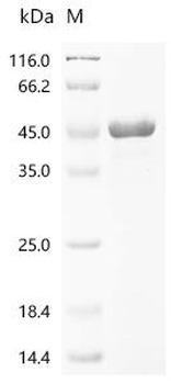 E.coli miehei Lipase protein