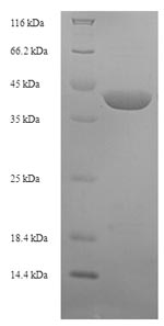 E.coli karasurin-C protein
