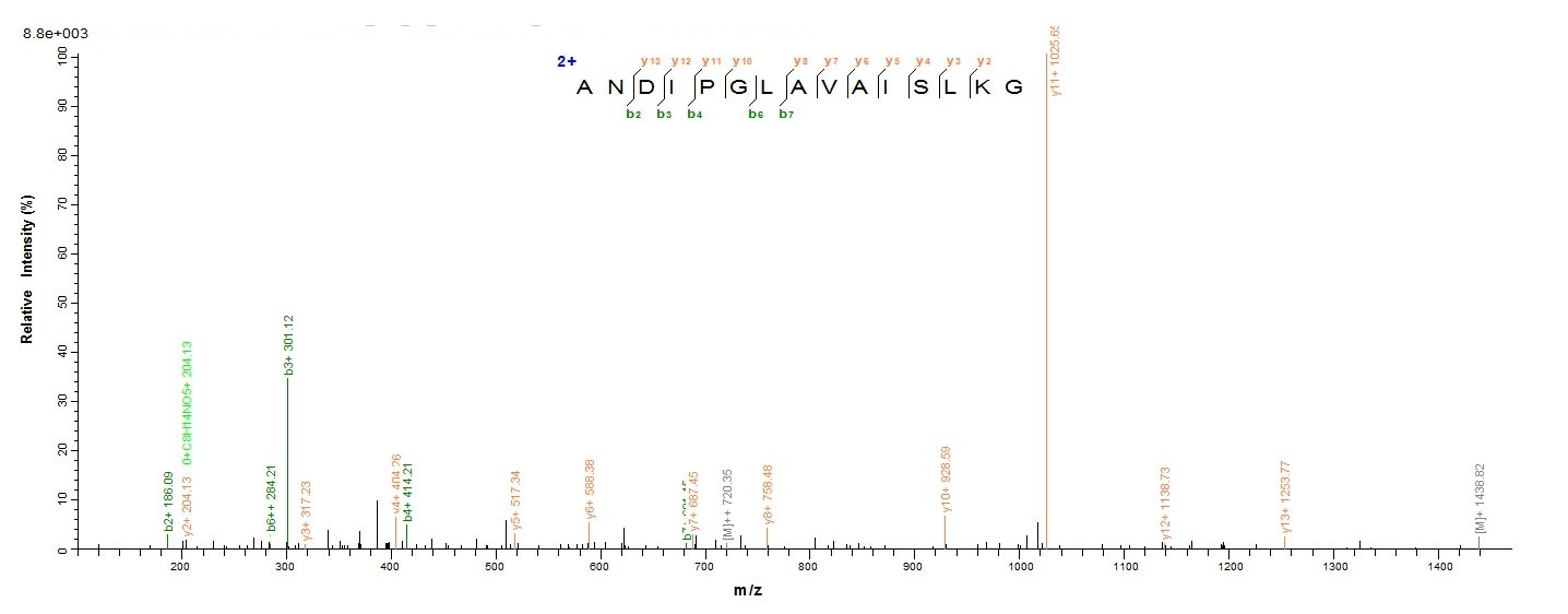 E.coli ampC protein