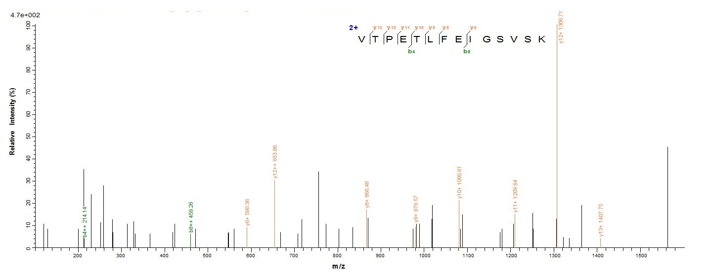 E.coli ampC protein