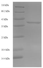 E.coli bryodin I protein