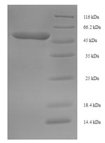 E.coli GP protein
