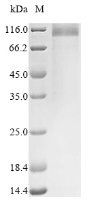 Mouse Umod protein