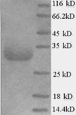 Pig EPO protein