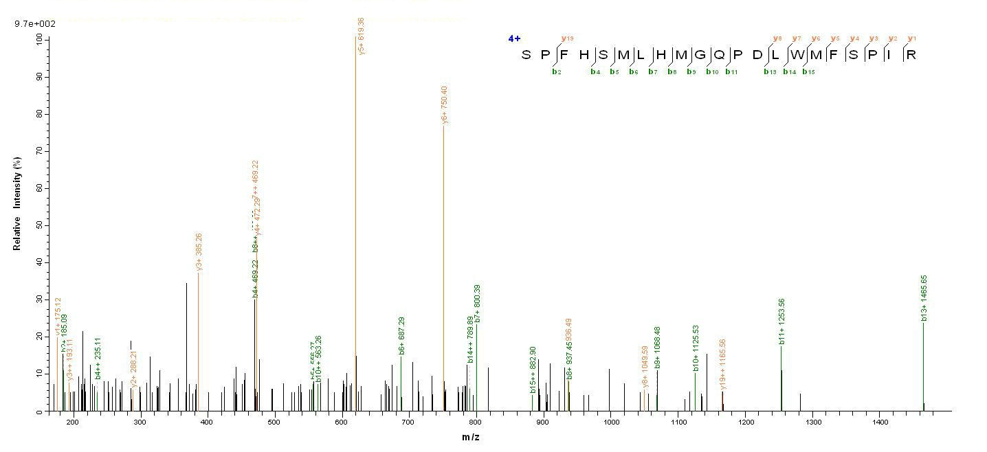 Mouse Plbd2 protein
