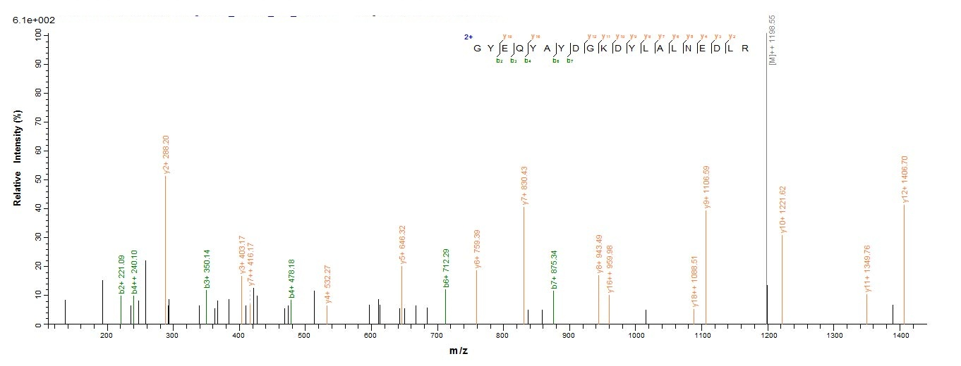 Human HLA-G protein