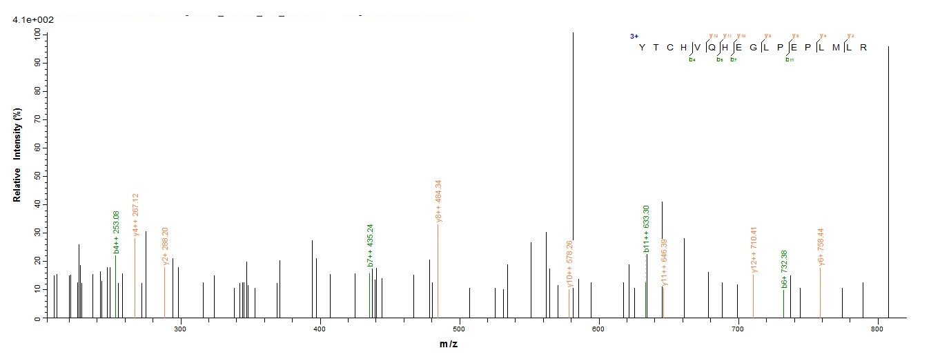 Human HLA-G protein
