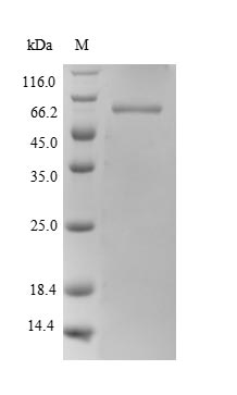 Human PTBP1 protein