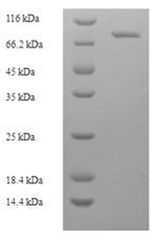 Mammal ALB protein