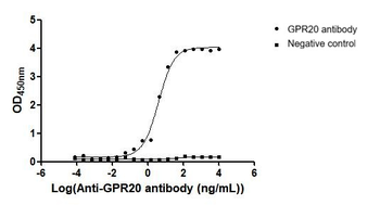 GPR20 Antibody