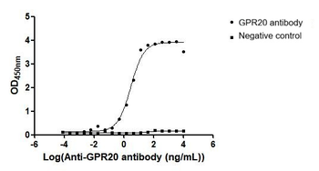 GPR20 Antibody