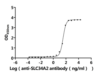 SLC34A2 Antibody