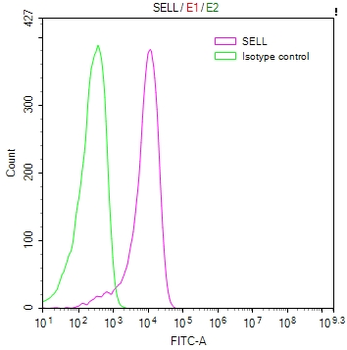 SELL Antibody