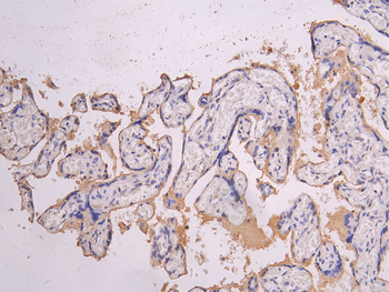 HTRA1 Antibody
