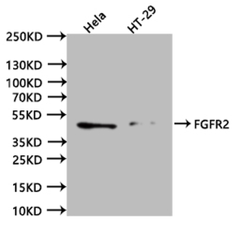 FGFR2 Antibody