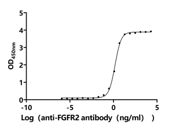 FGFR2 Antibody