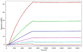 FGFR2 Antibody