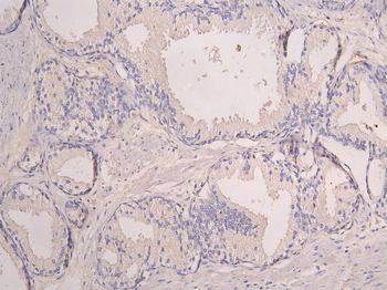 SIGLEC8 Antibody