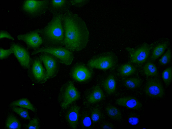 APP Antibody