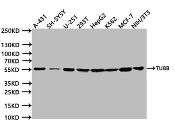 TUBB Antibody