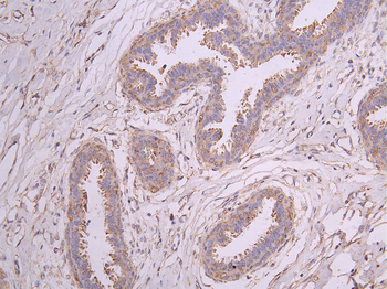 TUBB Antibody