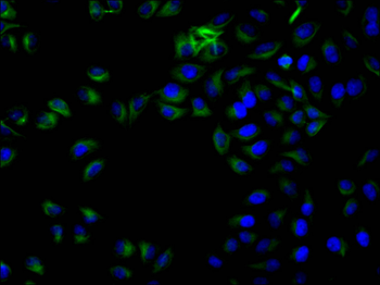 TUBB Antibody