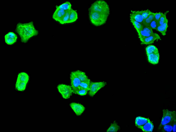 VEGFA Antibody
